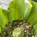 이마트24 안성배꽃마을점 이미지