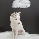 설 grooming 이미지