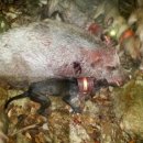 명품돼지 이미지