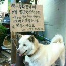 개밥그릇 이미지