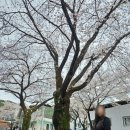 청풍호로 | [제천 청풍호 벚꽃축제] 첫날 방문 솔직후기 및 팁 🌸