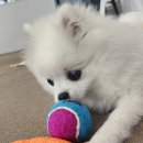 뽀뽀뽀하개 이미지