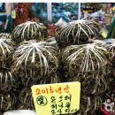 가리왕산케이블카,정선5일장,청령포,병방치스카이워크 이미지