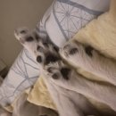 토담스펫 이미지