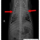 비포유동물병원 이미지