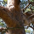 여송목재 이미지