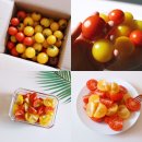 토마토마(tomatoma) | 토마토마 송이 토마토주문 맛있는 토마토추천해요 +보관방법