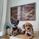 느낌 풀빌라 이미지