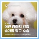 앨리스in동물병원 | 강서구동물병원 어린 강아지 성장기 양측 슬개골 탈구 수술 [젠틀리동물의료센터]