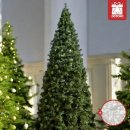 에버그린 이미지