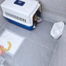 댕댕큘럼 이미지