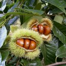 방태산황토펜션식당 이미지