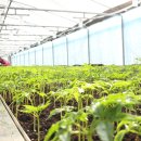 영 태양광 농장 이미지