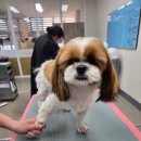 야옹아 멍멍해봐 살롱 이미지