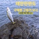 태안호스릴-9 | 태안 안면도 구매항 고등어 낚시 포인트 연포항 야간 원투낚시 만리포항 생활낚시 후기