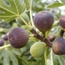 A Fruitful Life of Faith and Prayer (Matthew 21:18–22) 이미지