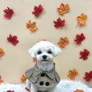 알콩달콩 애견미용실 이미지