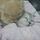 블루랙돌 | 화성/향남/송산/원동/남양 수원정자동 랙돌,먼치킨 분양후기에요