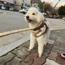 몽그루밍 이미지