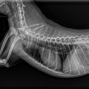 송도 클로버동물병원 이미지