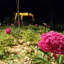 모란공원 이미지