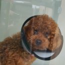 애니힐동물병원 이미지