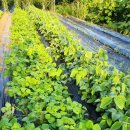 백천농장 이미지