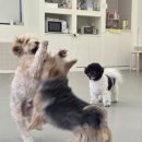 개라데이션 이미지