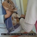 그린펫동물병원 이미지