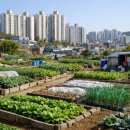 철마농장 | 부산주말농장 어디가 좋을까?기장주말농장, 철마주말농장 비교하다가 개금까지 보게 된 이유 🌱