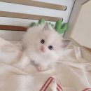 러브 스핑크스 이미지