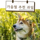 펫아미 강아지분양 고양이분양 동탄점 | 펫아미 강아지분양 고양이분양 동탄점에서 만난 우리 강아지, 이렇게 행복해요
