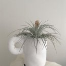 오너비(Owner.B) | 여름 향수 선물 추천템 메종드오너 젠틀머스크(Maison de owner Gentle Musk)✨🏝️🩵