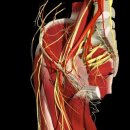 골반/고관절을 둘러싼 근육,신경,혈관 이미지