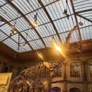 경산공룡박물관(휴관) | 베를린 자연사 박물관(Museum für Naturkunde Berlin)- 세계에서 가장 큰 공룡 화석