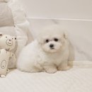 버디독 강아지분양 안심분양센터 서울 영등포점 이미지