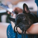 나는댕댕이다 이미지