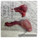 개포동물병원 | 반려견잠복고환수술후기/ 강아지잠복고환수술/안전하고깔끔한잠복고환수술/강남개포양재나은동물병원