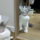 서울동물메디컬센터 | 동물메디컬센터 동대문점 후기, 고양이 병원, 동물병원, 강아지병원, 중성화 후기, 내돈내산, 서울 동물...