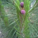 공주네펜션 이미지