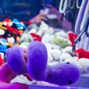 루피 인형뽑기방 이미지