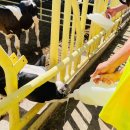 청원목장 | 뒤늦은 33개월 아기 가을소풍 도시락 청원자연랜드 바보아빠목장