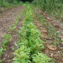 주식농장 이미지