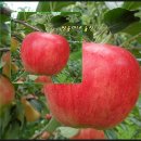 쌍둥이네농장 이미지