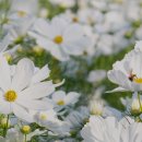 성당남성경로당 | 골드파파족 늘어나는 황혼의 사랑, 그들의 선택