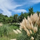 가보영농조합법인 해남지점 | 전남 팜파스 보성 윤제림 입장료 무료에요! 9월 팜파스그라스 한창~