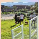 고양이 별 이미지