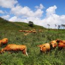 한우목장 이미지