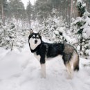 휴먼앤독 이미지