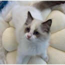 도그트랜드 이미지